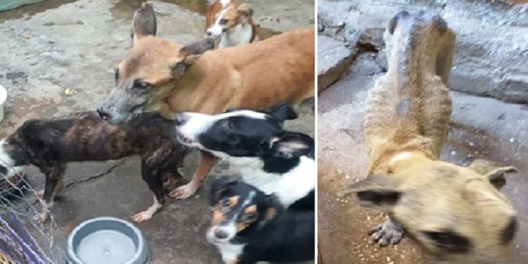 Cães vítimas de maus-tratos são resgatados